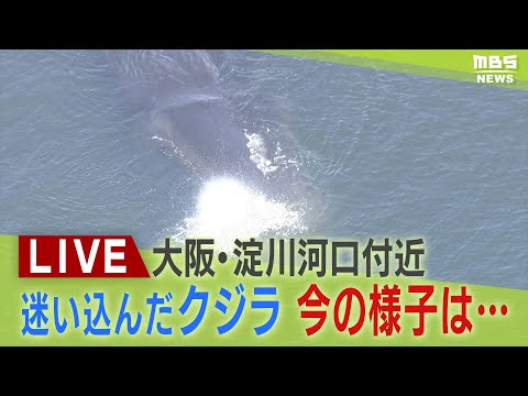 【LIVE】発見から5日…迷いクジラ『ヨドちゃん』気になる今の様子・最新状況は？大阪市が状態確認へ　大阪・淀川河口付近に留まる