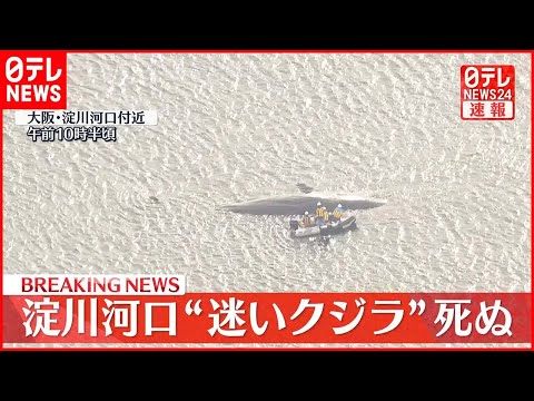 【速報】大阪湾・淀川河口の“迷いクジラ”死ぬ
