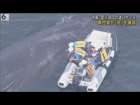 【速報】大阪湾の迷いクジラ“淀ちゃん”死ぬ 大阪市職員らが確認 11日夕方から動作停止