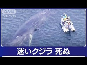 迷いクジラ“淀ちゃん”死ぬ　大阪市が確認　2日前から動かず…(2023年1月13日)