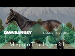 メジロツボネ21 夢のダービー制覇へ 兄エゾダイモンと翔る【DMMバヌーシー & レイクヴィラファーム】