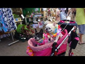 2022 昭島アロハカーニバル モリタウン フレブル　さくらと小春