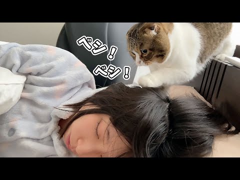 休日の朝に爆睡しているママを起こした後の猫がこうなりました…w