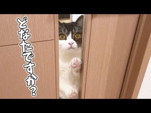 【悲報】髪型を変えたら猫が近寄らなくなりました…涙