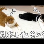 お別れした後の兄弟猫のその後に変化がありました…