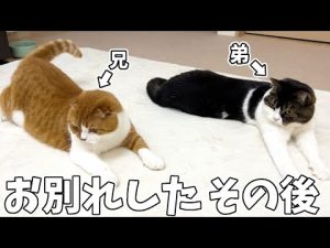 お別れした後の兄弟猫のその後に変化がありました…