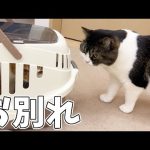 兄弟とお別れする息子猫…涙