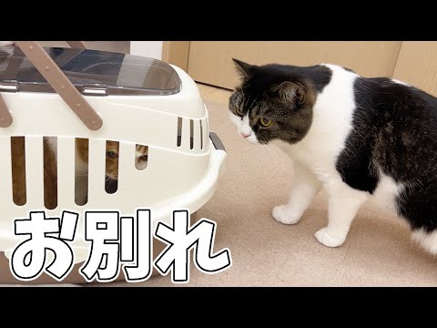 兄弟とお別れする息子猫…涙