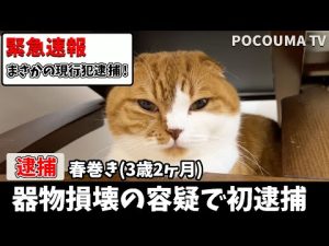 【速報！】あの兄猫ついに人の家を破壊した疑いで緊急逮捕しました！
