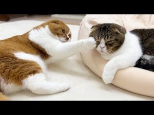 【悲報】久しぶりに再会した息子猫にパパ猫が殴られました…涙