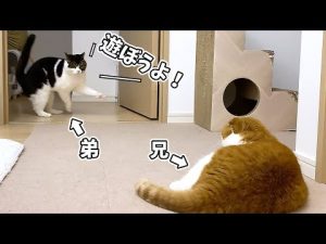 久しぶりに再会した兄猫と一緒に遊びたい弟猫の行動が可愛いw