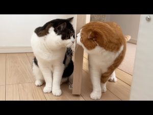ついに兄弟猫と対面したらまさかの展開に…！？