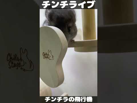 チンチラの飛行機