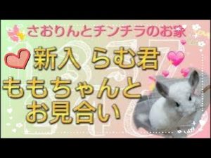 チンチラペア変更のお見合い@saorichinchilla