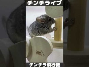 チンチラ飛行機