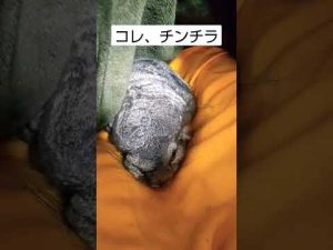 【チンチラ】寝てるだけ。耳が見えないからチンチラじゃないみたい。