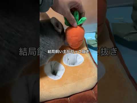 人参引っこ抜きチャレンジで成長を見せるチンチラ＃chinchilla＃チンチラ＃shorts