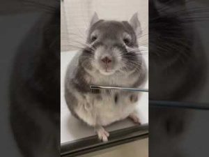 ブラッシングが大好きなチンチラが可愛い【ててらぼペット部】