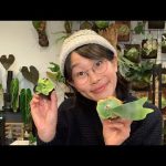 ビカクシダLABOのメンテナンス✨