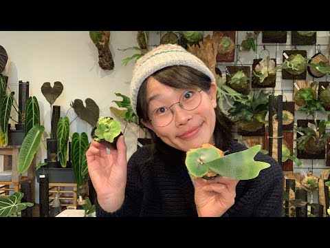 ビカクシダLABOのメンテナンス✨