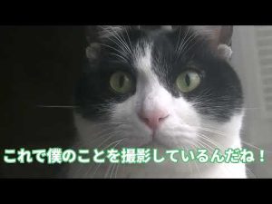 かわいい我が家のネコたち（1匹目：シロクロ）