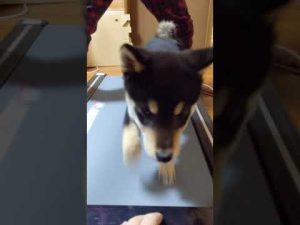 黒柴子犬リキ、ランニングマシーンで、時速６キロに挑戦/ The Japanese dog (Shibainu) is running on threadmill for 6km per hour.