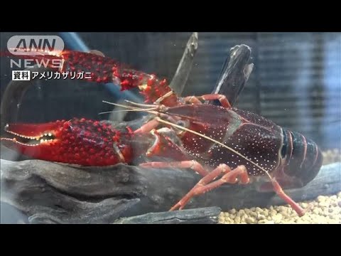 「アメリカザリガニ」と「ミドリガメ」輸入や販売、野外への放出が禁止に　6月1日から(2023年1月20日)