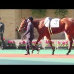 2023年1月15日 中京6R メイクデビュー中京 パドック ヴォレトンクール