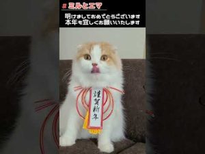 【#Shorts】年賀状用の家族写真のお手伝いを猫にお願いしてみました