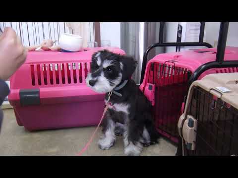 犬の幼稚園 てんくんとトレーニング