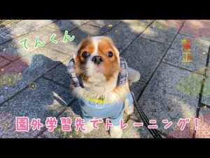 【幼稚園】てんくんどこにいっても上手に指示を聞けるかな！？