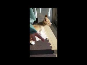 ケージからリビングを目指し、お庭を夢みるてんくん！！