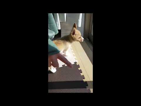 ケージからリビングを目指し、お庭を夢みるてんくん！！