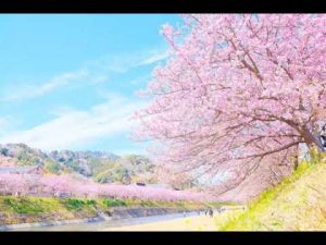 埼玉県立和光養護学校校歌