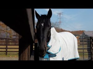 【名馬の今#3】キズナ｜武豊騎手とともに掴んだあのダービーから10年。キズナは今も元気一杯です