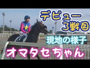 オマタセちゃん　デビュー3戦目2022.7.27　現地の様子