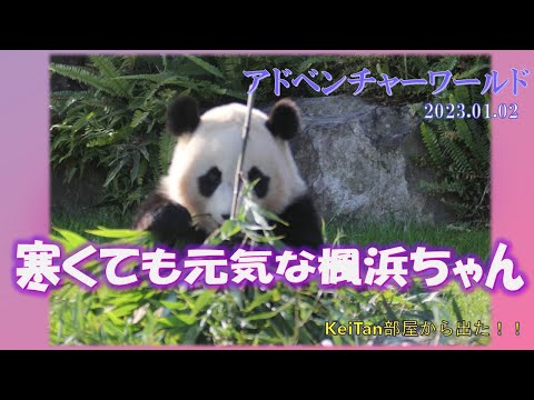 寒くても平気、元気な楓浜ちゃん