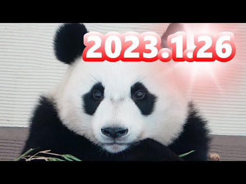 【PANDA🐼LOUNGE】可愛い❤ パンダラッシュ🐼 楓浜彩浜結浜桜浜桃浜海浜陽浜優浜永明良浜 シャオシャオレイレイシンシンリーリータンタン #2023年1月26日 アドベンチャーワールド上野動物園