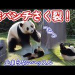 【結浜、登れない木にパンチで大ハッスル、飼育員さんが呼んでるよ】