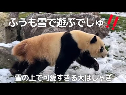 【楓浜 速報】雪 食べてるwお外で大騒ぎ😂ハイテンション子パンダが可愛すぎた😍