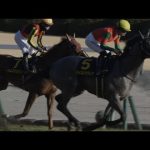 2戦2勝で弥生賞に挑戦するマイネルラウレアの全走（新馬戦、若駒ステークス）