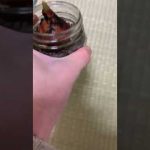 チューリップ🌷の球根　黄色系　コーディラインはハキしました。また購入します