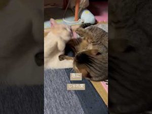 寝いたのに起こされ迷惑気な兄猫　#猫　#猫動画　#ショート