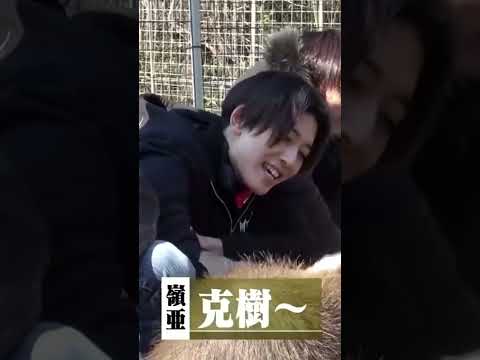 本髙克樹カピバラ化w #7MEN侍 #中村嶺亜 #本髙克樹