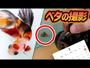 美しい熱帯魚ベタの写真撮影 スマホ壁紙カレンダー用 #アクアリウム #ベタ #プラカット #ปลากัด