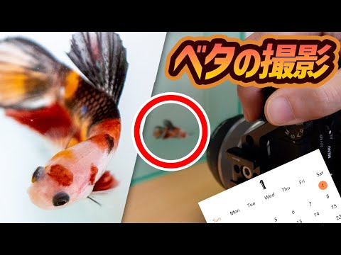 美しい熱帯魚ベタの写真撮影 スマホ壁紙カレンダー用 #アクアリウム #ベタ #プラカット #ปลากัด