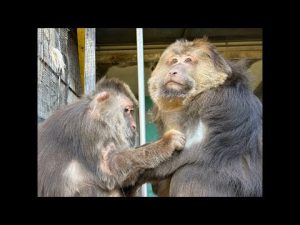 オンラインガイド　チベットモンキー　浮瀬