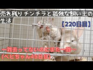 【220日目】２才のチンチラをお迎えしても懐いてくれるのか！？【一難去ってないのにまた一難(ベビちゃん45日目)】