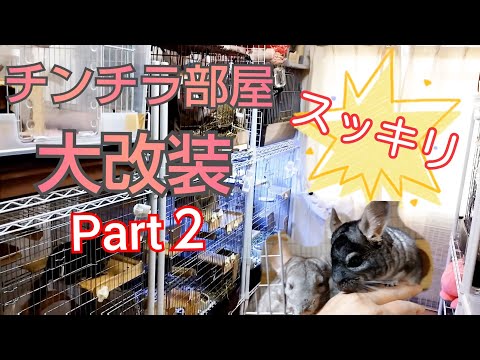 チンチラ部屋ケージ配置大改装Part２ (あんず·くっきー·てんま·ひめ·さくら)
