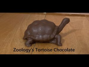 Turtle Shaped Chocolate　カメの形のチョコレート